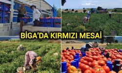 Meşhur Çanakkale domatesinde yoğun mesai