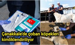 Çanakkale’de çoban köpeklerine mikroçip takılıyor