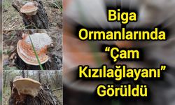 Biga Ormanlarında “çam kızılağlayanı” görüldü