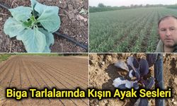Biga Tarlalarında Kışın Ayak Sesleri