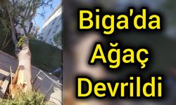 Biga’da Gülibrişim Ağacı Rüzgarın Kurbanı Oldu