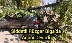 Şiddetli Rüzgar Çanakkale Biga’da Ağacı Devirdi