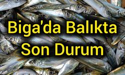 Karides lüks, sardalya kral! Biga'da balıkta son durum