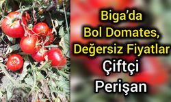 Biga’da Bol Domates, Değersiz Fiyatlar: Çiftçi Perişan