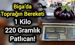 Biga’da Toprağın Bereketi: 1 Kilo 220 Gramlık Patlıcan!