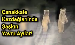 Çanakkale Kazdağları’nda şaşkın yavru ayılar!