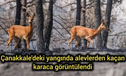 Çanakkale'deki yangında alevlerden kaçan karaca görüntülendi