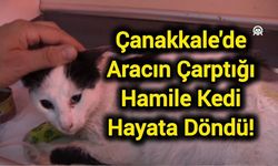 Çanakkale'de Aracın Çarptığı Hamile Kedi Hayata Döndü!