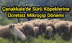 Çanakkale’de Sürü Köpeklerine Ücretsiz Mikroçip Dönemi