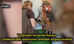 Yangından kurtarılan karaca Çanakkale'deki tedavisinin ardından doğaya bırakıldı