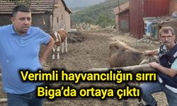 Verimli hayvancılığın sırrı Biga’da ortaya çıktı