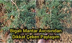 Bigalı Mantar Avcısından Dikkat Çeken Paylaşım