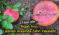 Bigalı avcı, ladinler arasında zehri yakaladı!