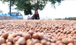 Kaldırımlarda fındık kurutma mesaisi başladı