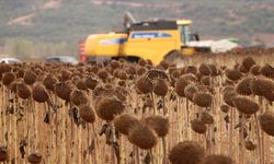 Anıza ekim yöntemi, ayçiçeği üreticisini sevindirdi