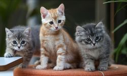Kediler çok sayıda kelime öğrenebiliyor