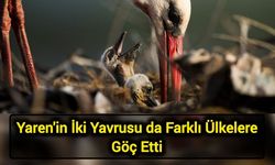 Yaren'in İki Yavrusu da Farklı Ülkelere Göç Etti