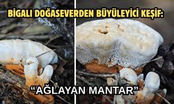 Bigalı Doğaseverden Büyüleyici Keşif: “Ağlayan Mantar"