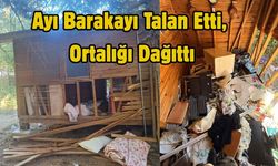 Ayı Barakayı Talan Etti, Ortalığı Dağıttı