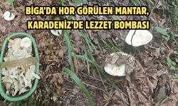 Biga’da hor görülen mantar, Karadeniz’de lezzet bombası