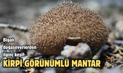 Bigalı doğaseverlerden ilginç keşif: Kirpi görünümlü mantar