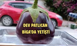 Dev Patlıcan Biga’da Yetişti