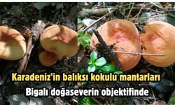 Karadeniz’in balıksı kokulu mantarları Bigalı doğaseverin objektifinde
