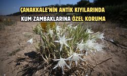 Çanakkale’nin antik kıyılarında kum zambaklarına özel koruma