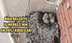 Biga Belediye İş Merkezi'nin en tatlı kiracıları