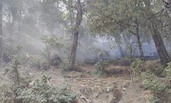 Ormanlık alanda çıkan yangın söndürüldü