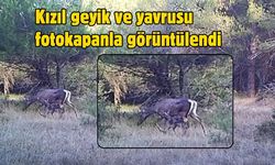 Kızıl geyik ve yavrusu fotokapanla görüntülendi