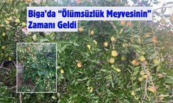 Biga’da “Ölümsüzlük Meyvesinin” Zamanı Geldi