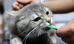 Sahipsiz kedi "dört ayağının üzerine düşünce" sağlığına kavuştu