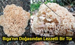 Biga’nın Doğasından Lezzetli Bir Tür