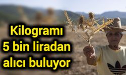 Kilogramı 5 bin liradan alıcı buluyor