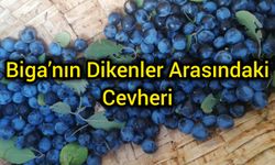 Biga’nın Dikenler Arasındaki Cevheri