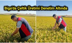 Biga’da Çeltik Üretimi Denetim Altında