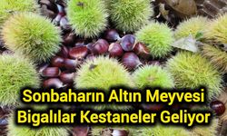 Sonbaharın Altın Meyvesi: Bigalılar Kestaneler Geliyor