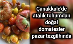 Çanakkale’de atalık tohumdan doğal domatesler pazar tezgâhında