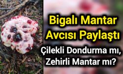 Bigalı Mantar Avcısı Paylaştı: Çilekli Dondurma mı, Zehirli Mantar mı?