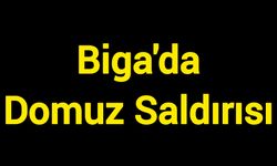 Biga'da Domuz Saldırısı: Çiftçinin Mısır Tarlası Harabeye Döndü