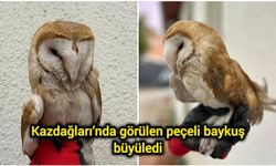 Kazdağları’nda görülen peçeli baykuş büyüledi