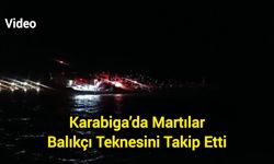 Karabiga’da Martılar Balıkçı Teknesini Takip Etti