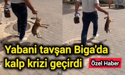 Yabani tavşan Biga'da kalp krizi geçirdi