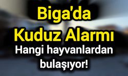 Biga'da Kuduz Alarmı: Hangi hayvanlardan bulaşıyor!