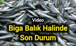 Biga Balık halinde Son Durum: Esnaf "Uygun Fiyat" Diyor!