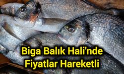 Biga Balık Hali'nde Fiyatlar Hareketli