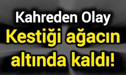 Kahreden Olay: Kestiği ağacın altında kaldı!