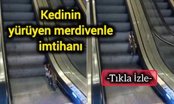 Kedinin yürüyen merdivenle imtihanı (Tıkla İzle)