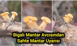 Bigalı Mantar Avcısından Sahte Mantar Uyarısı
